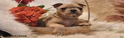 Frenchton dogs for sale: Poppy - Ad 2