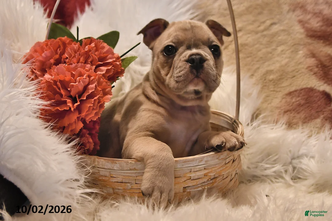 Frenchton dogs for sale: Poppy - Ad 2
