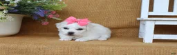 Bichon Frise dogs for sale: Ava - Ad 7