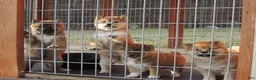 Shiba Inu dogs for sale: DAKOTA - Ad 11