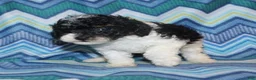Miniature Poodle dogs for sale: Reserved Harlee’s Bk&W male - Ad 2