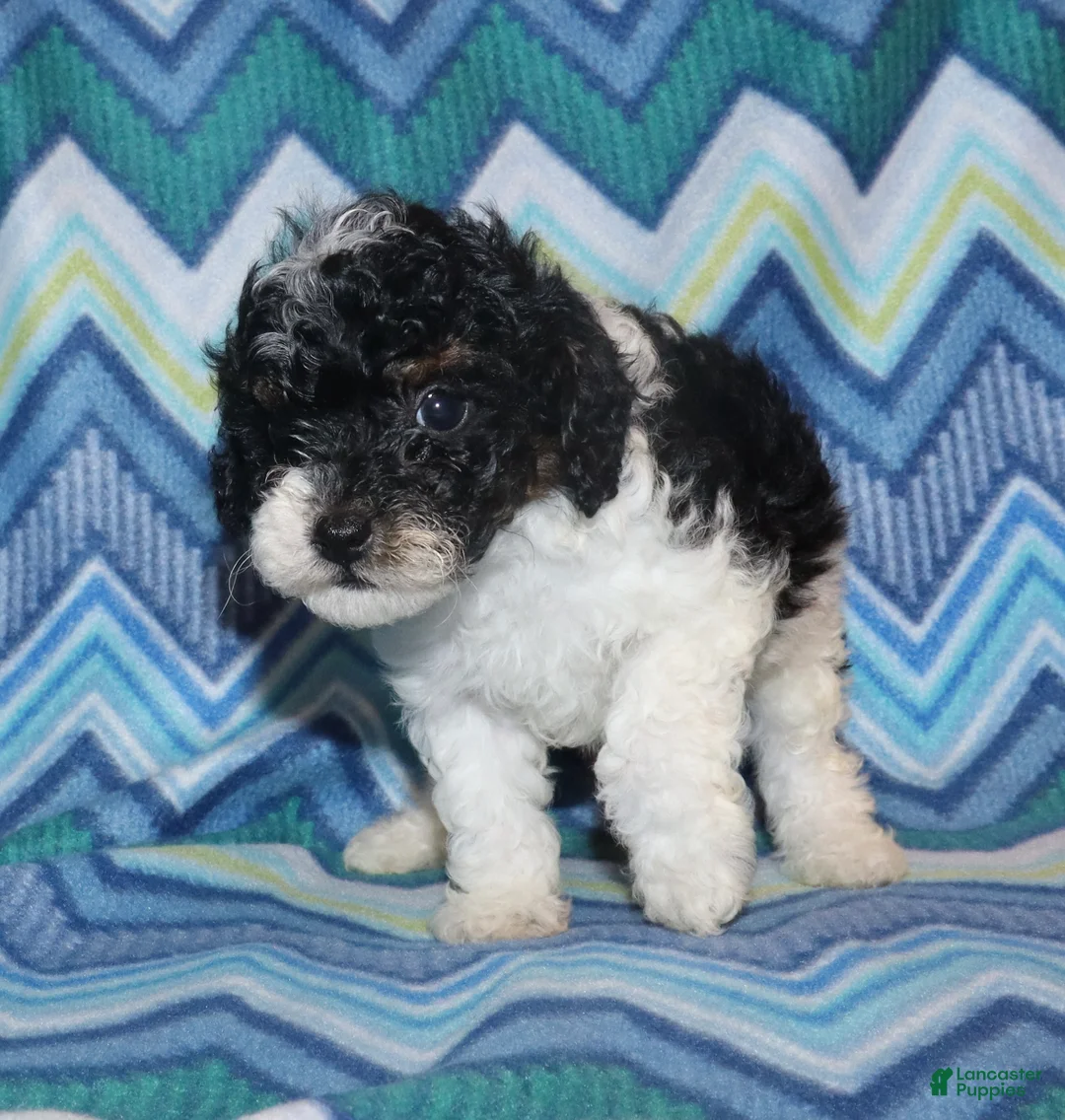 Miniature Poodle dogs for sale: Reserved Harlee’s Bk&W male - Ad 2