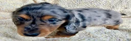 Miniature Dachshund dogs for sale: PARMESAN, PARMESAN, PARMESAN!! - Ad 8