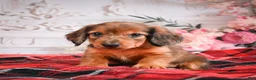 Miniature Dachshund dogs for sale: AKC-Edison - Ad 1