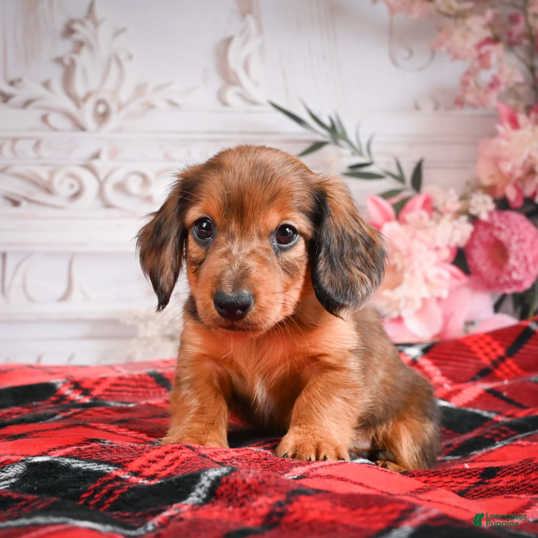 Miniature Dachshund dogs for sale: AKC-Edison - Ad 1