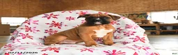 Boxer dogs for sale: Maple   - Ad 1