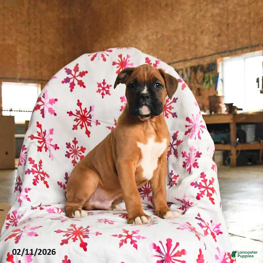 Boxer dogs for sale: Maple   - Ad 1