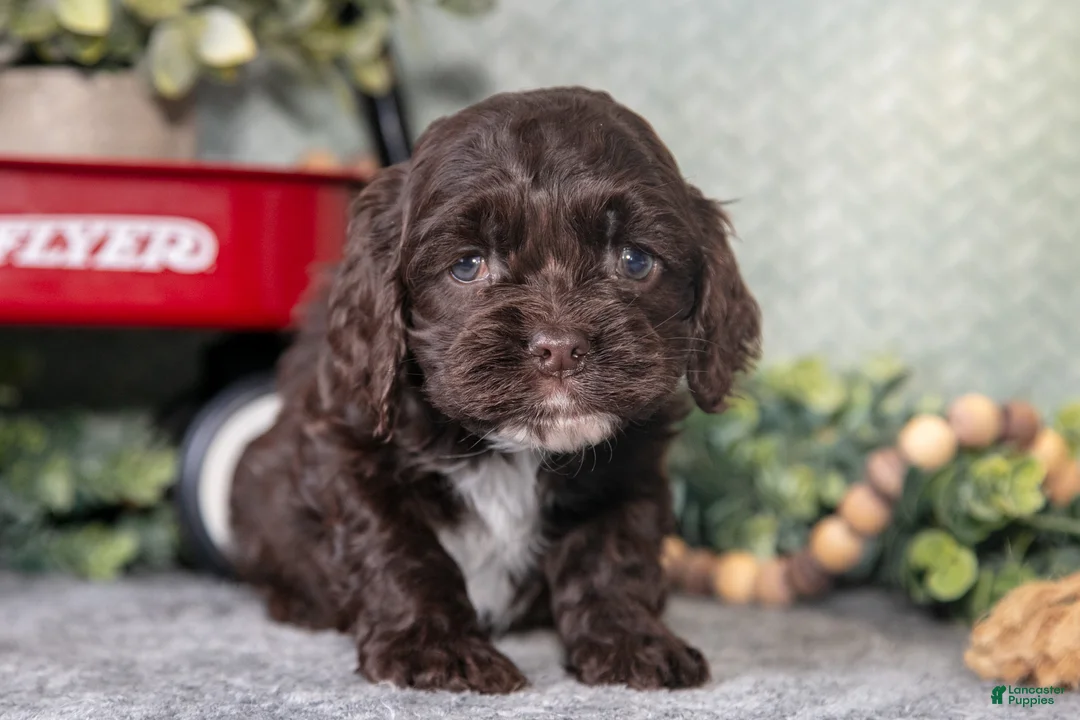 Cocker Spaniel dogs for sale: Lori - Ad 1