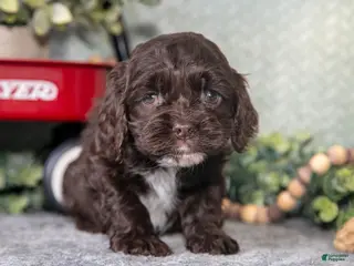 Cocker Spaniel dogs Lori - Ad 14