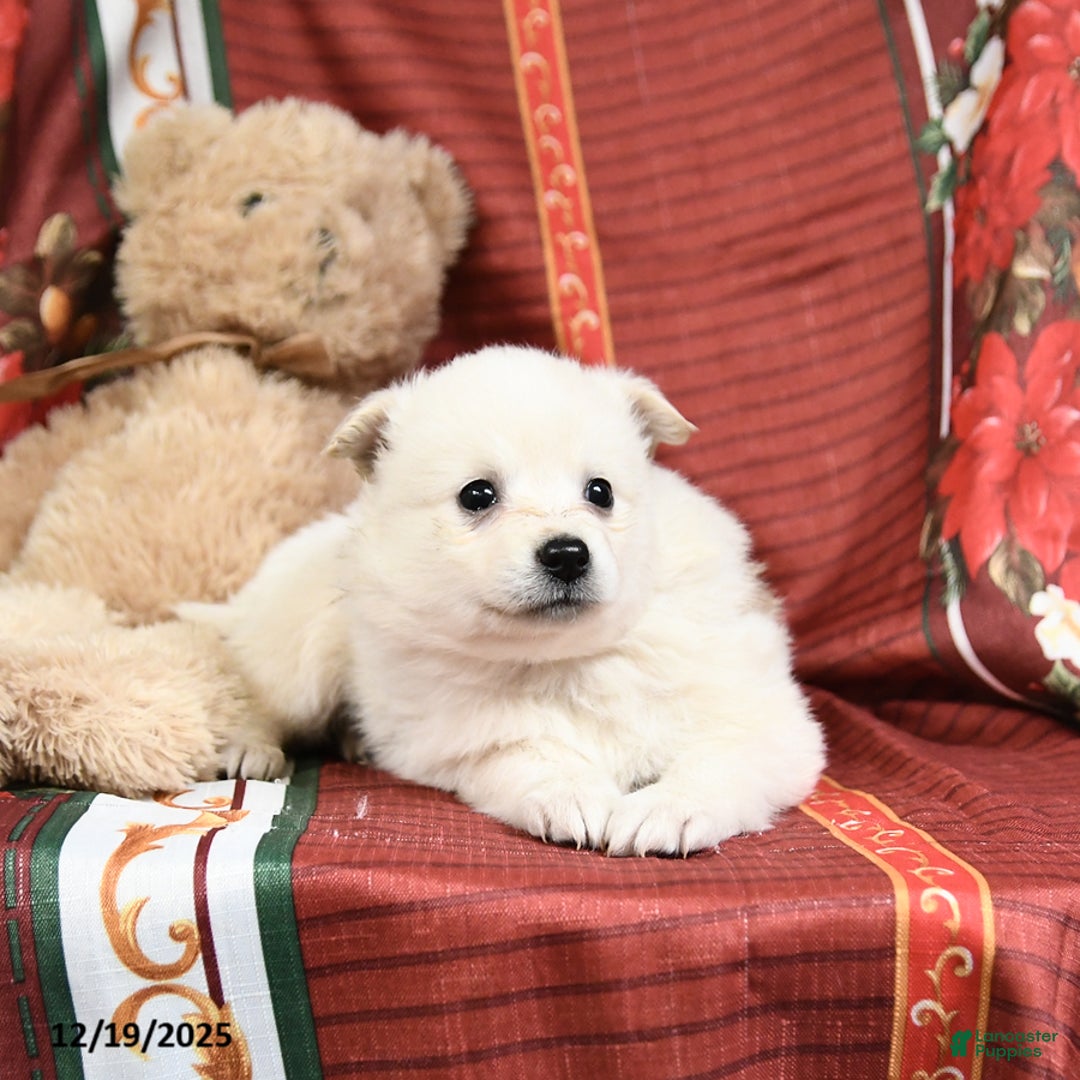 American Eskimo dogs for sale: Princess - Ad 5