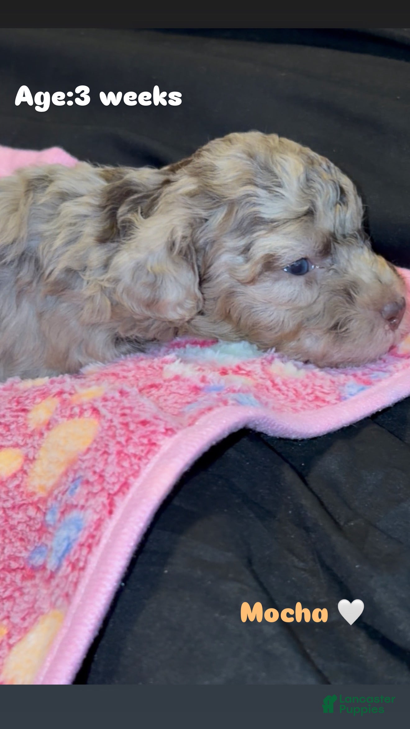 Miniature Poodle dogs Mocha - Ad 5