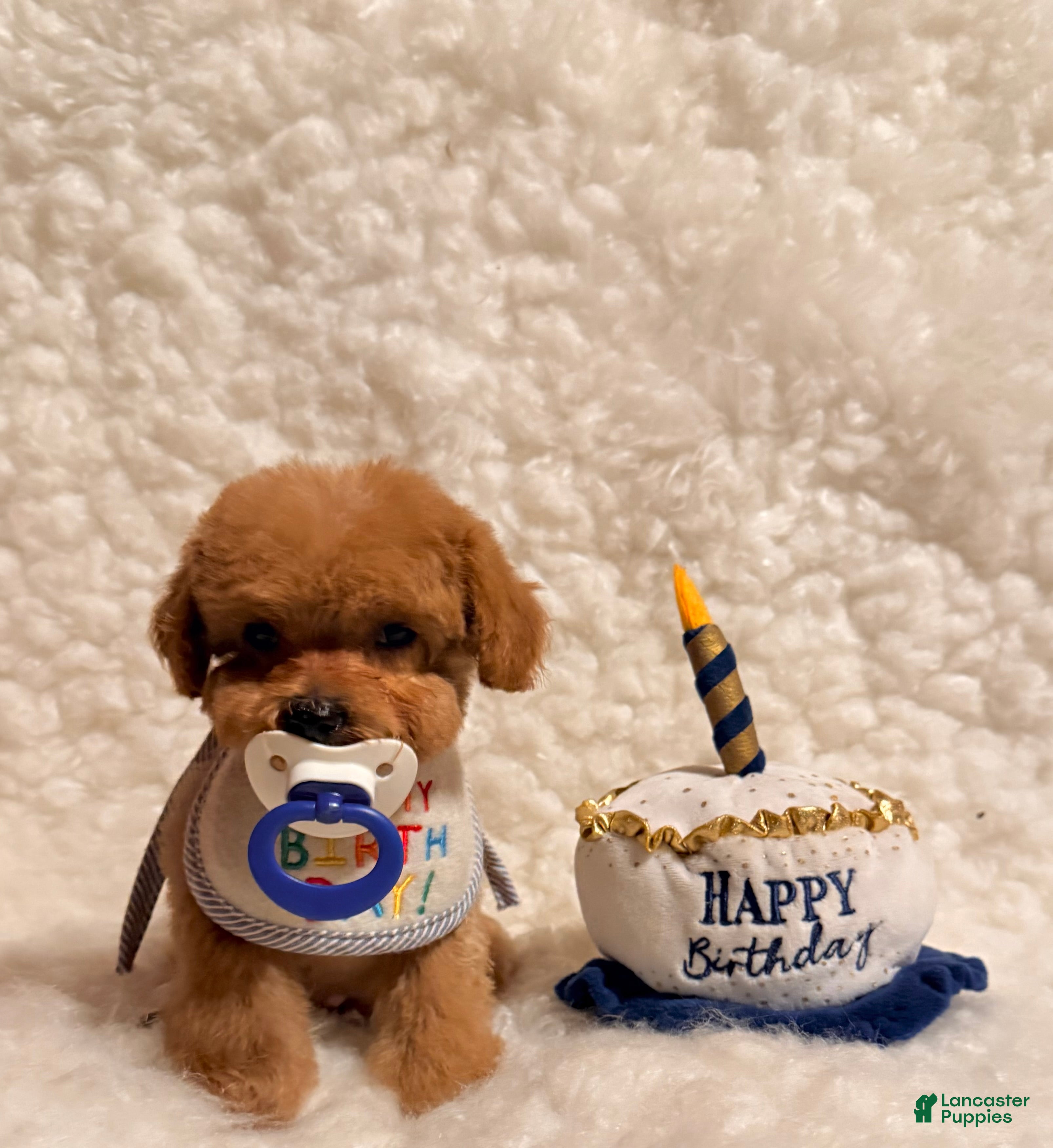 Toy Poodle dogs Baby bear teacup-toy - Ad 1