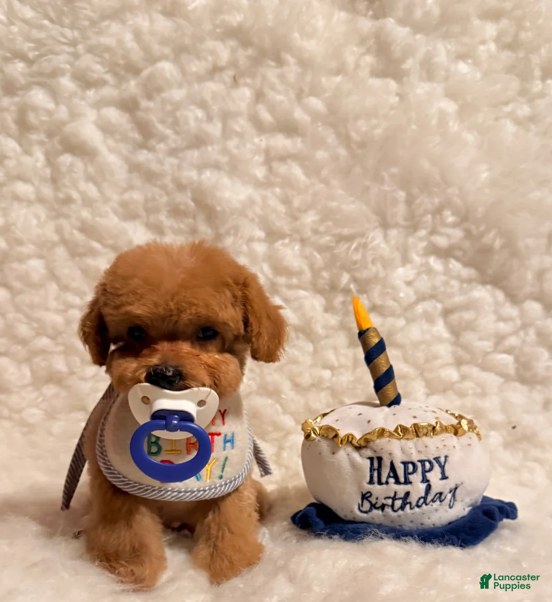 Toy Poodle dogs for sale: Baby bear teacup-toy - Ad 1