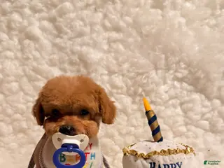 Toy Poodle dogs for sale: Baby bear teacup-toy - Ad 2