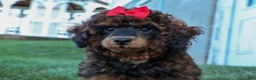 Miniature Poodle dogs for sale: MARSHALL - Ad 12