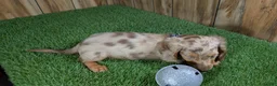 Miniature Dachshund dogs for sale: Sweetie Boy 1 - Ad 3