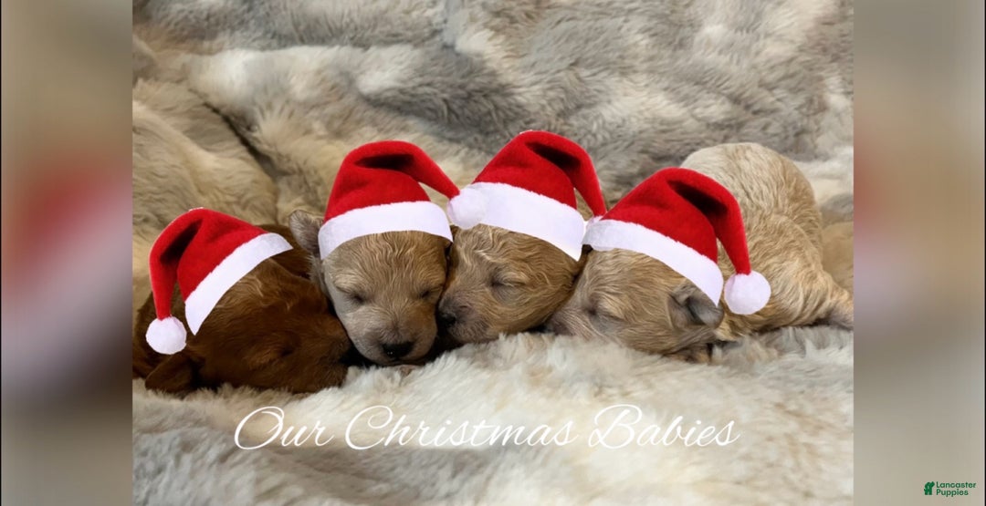 Bichpoo dogs for sale: Harlow - Ad 7