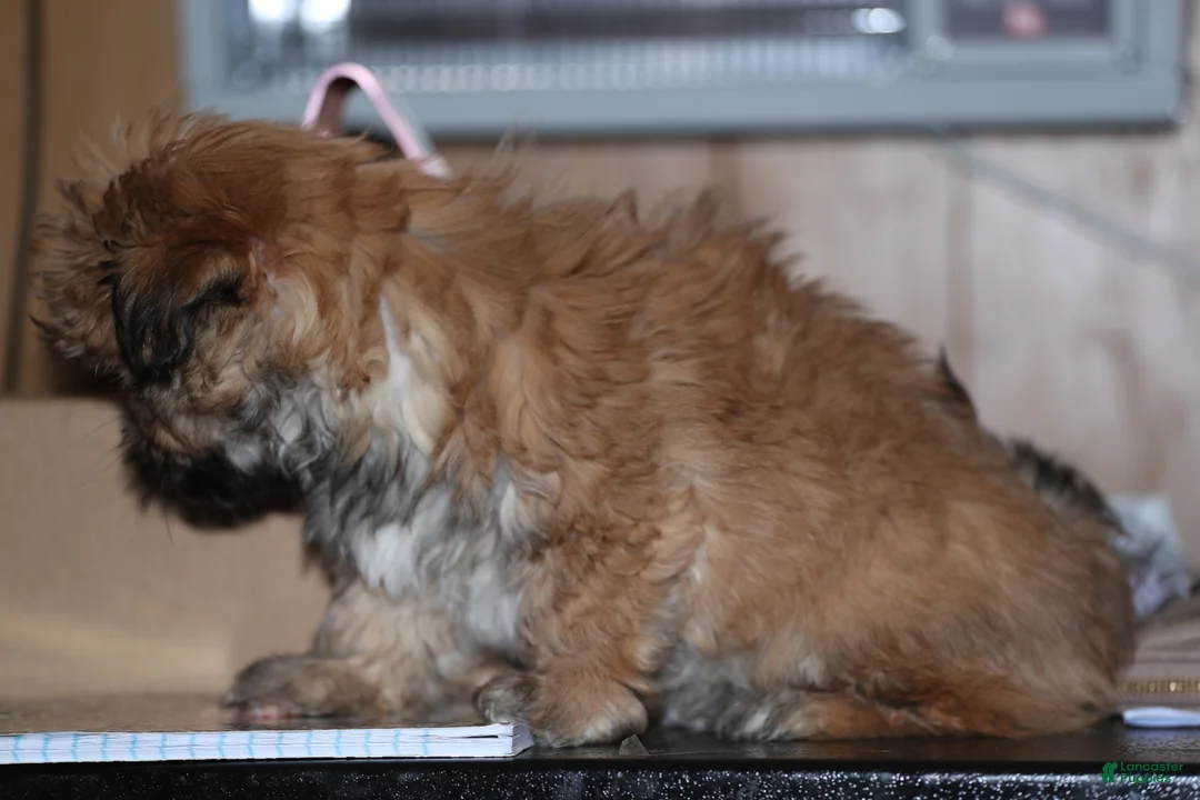 Shih Tzu dogs for sale: Shih Tzu Puppy 1 - Ad 5