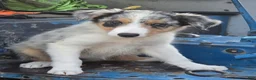 Border Collie dogs for sale: Bella  - Ad 1