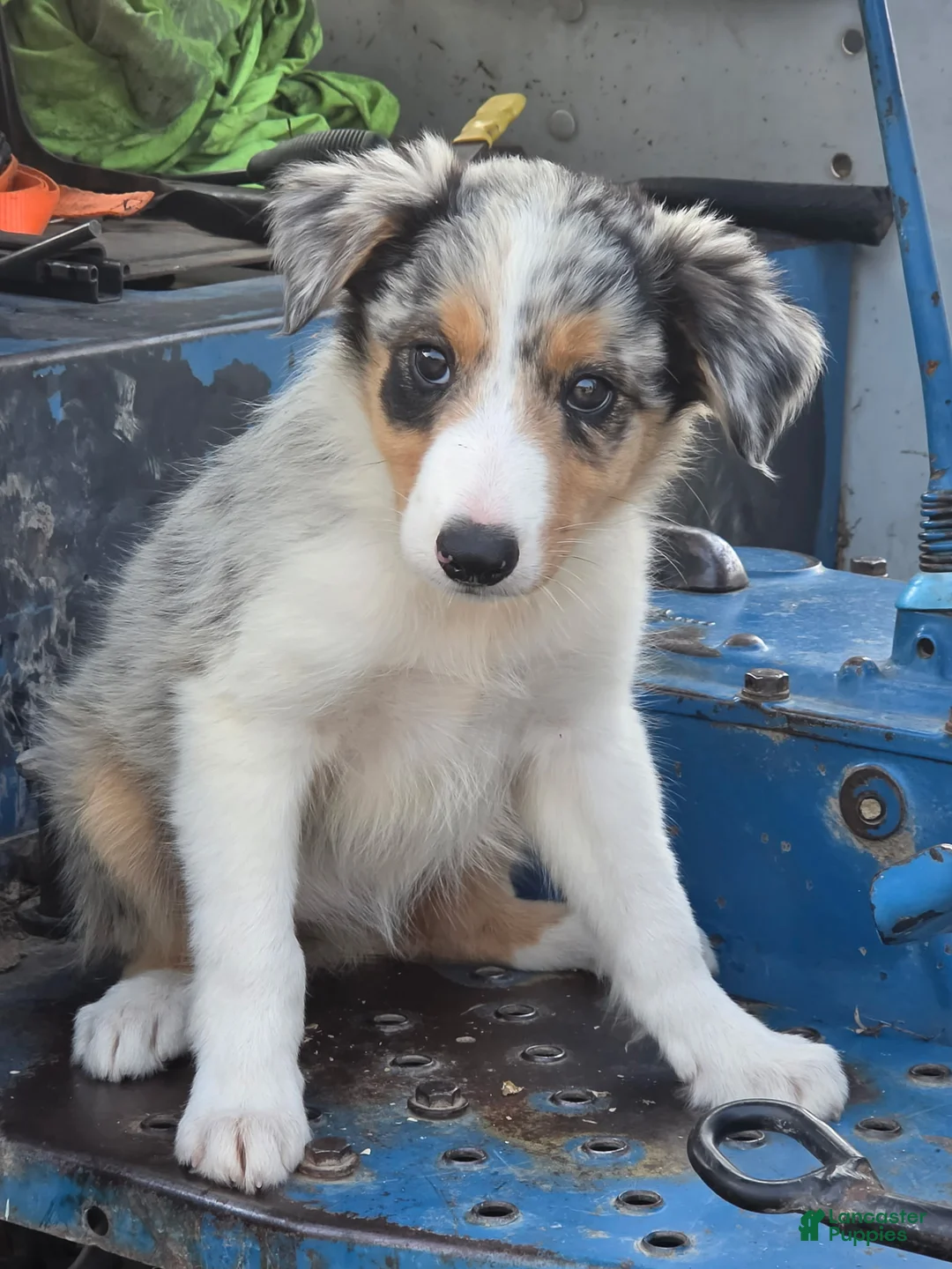 Border Collie dogs for sale: Bella  - Ad 1