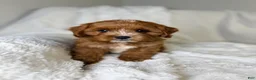 Cavapoo dogs for sale: Atlas  - Ad 7