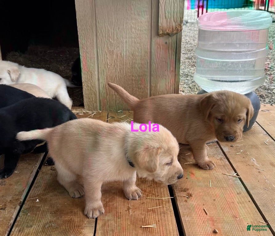 Labrador Retriever dogs black female star - Ad 2