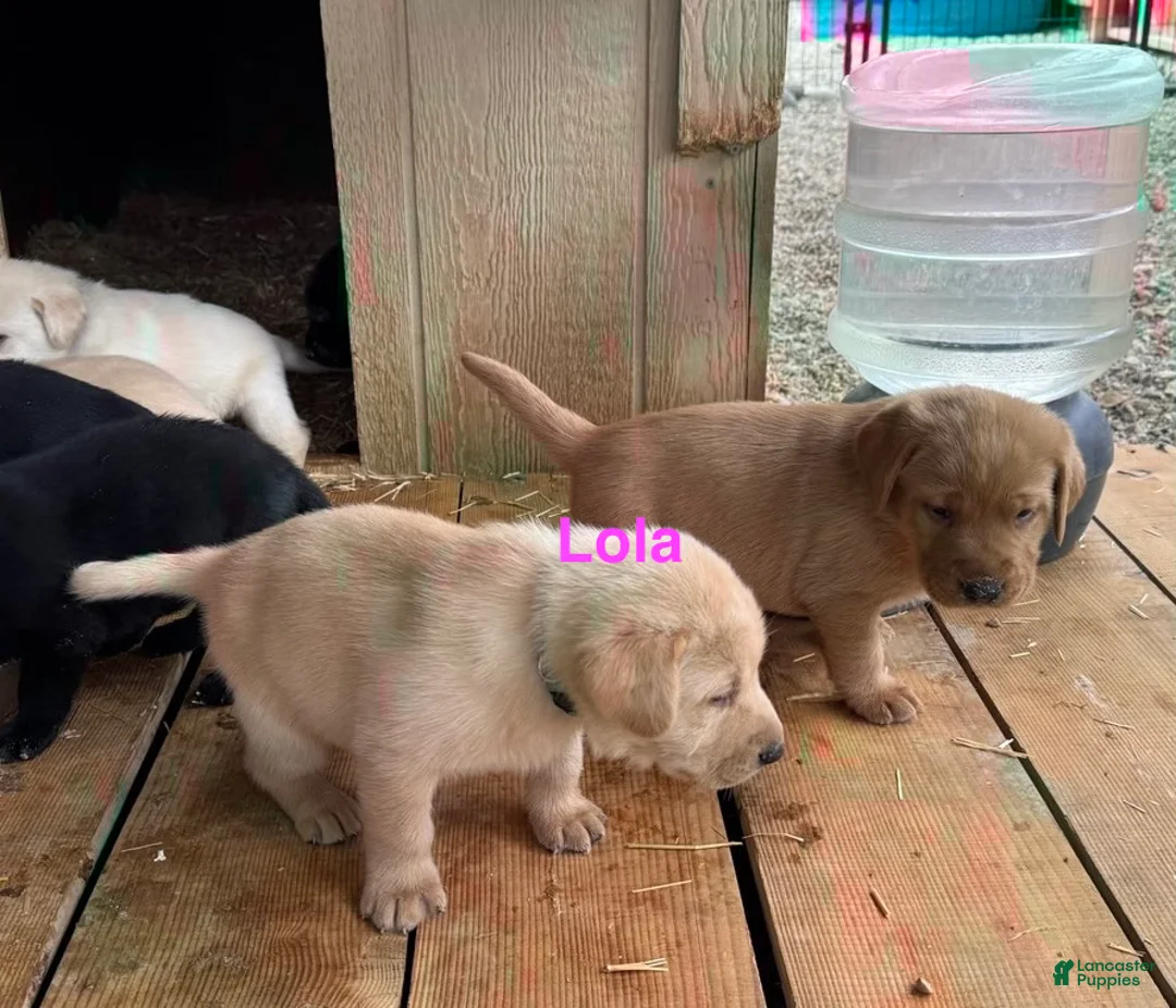 Labrador Retriever dogs for sale: yellow male old yeller - Ad 2