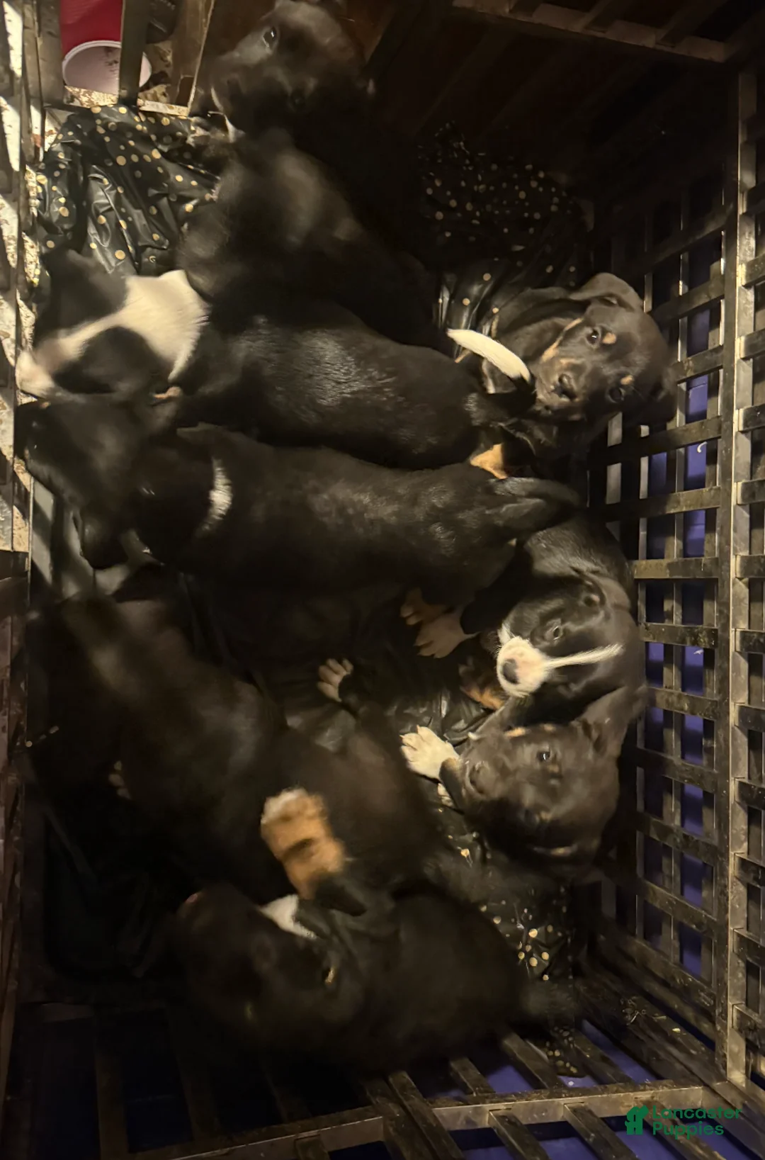 Mixed Breed dogs for sale: Baby Boy  4 - Ad 2
