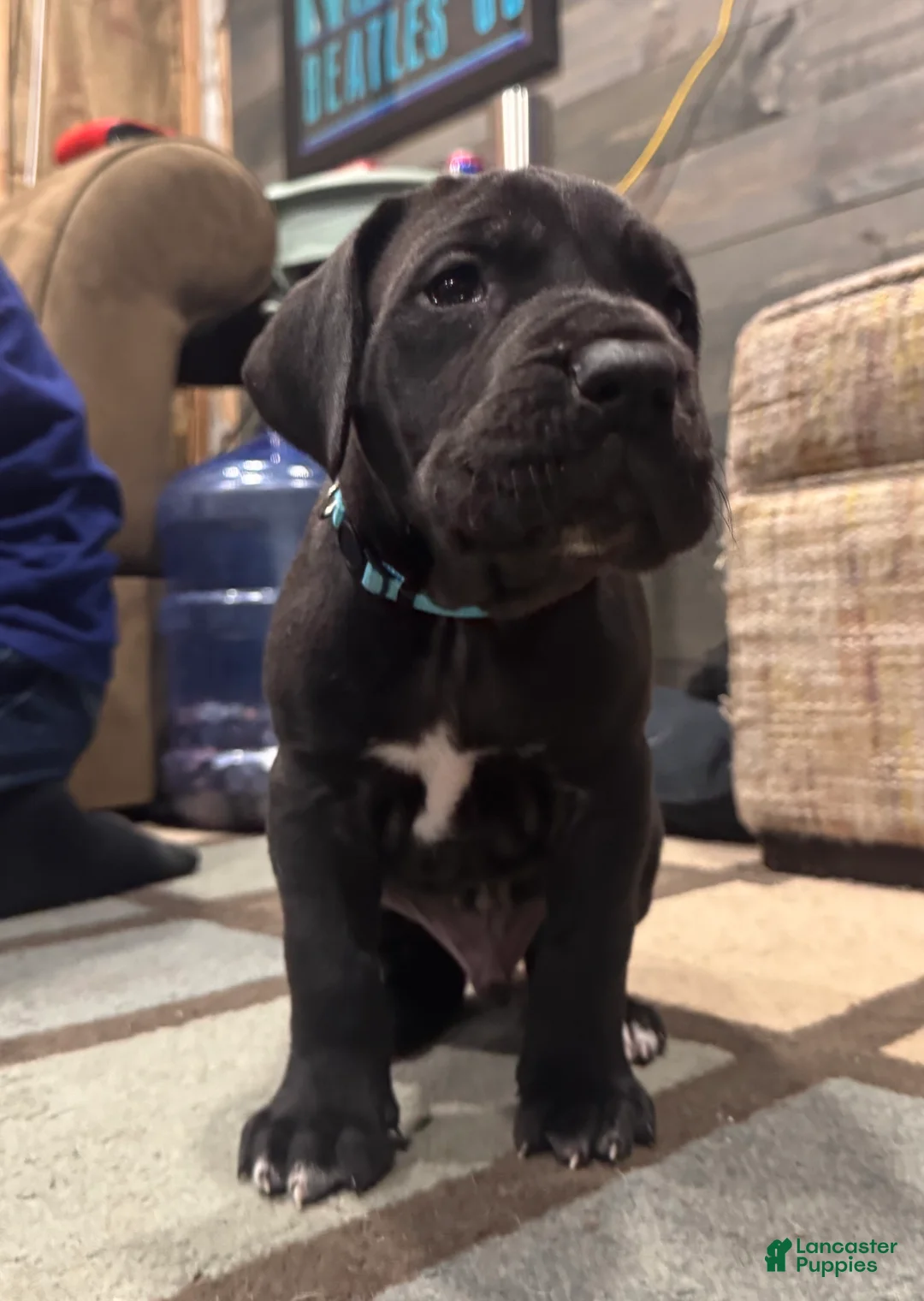 Great Dane dogs for sale: Tobie - Ad 13
