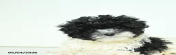 Havapoo dogs for sale: Hazel - Ad 3