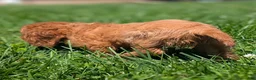 Cavalier King Charles Spaniel dogs for sale: Ruby - Ad 6