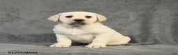 Labrador Retriever dogs for sale: Bella   - Ad 1