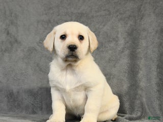 Labrador Retriever dogs Bella - Ad 42