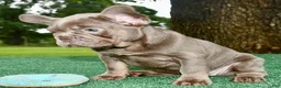 French Bulldog dogs for sale: French Bulldog 1 - Ad 5