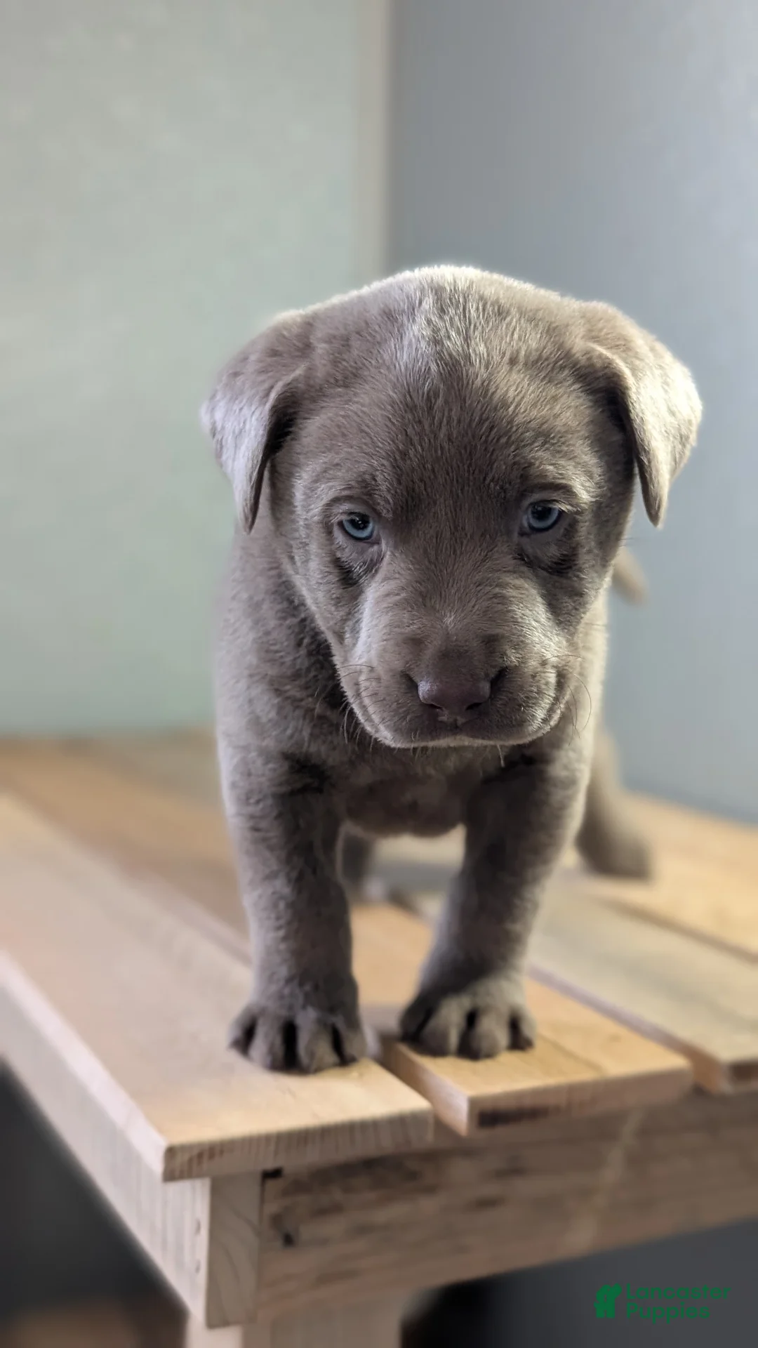Labrador Retriever dogs for sale: Kooper - Ad 7