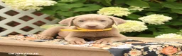 Labrador Retriever dogs for sale: Malcolm - Ad 5