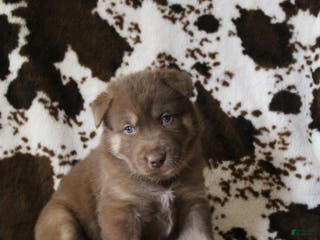 Gerberian Shepsky dogs 1 Pink - Ad 9