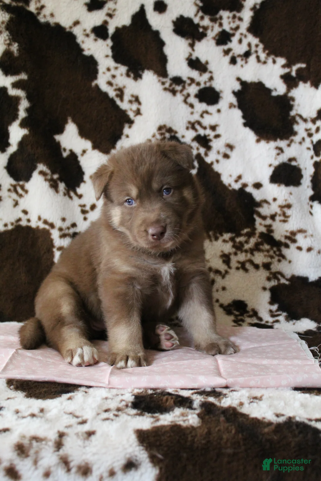 Gerberian Shepsky dogs for sale: 1 Pink - Ad 5