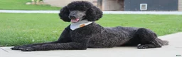 Standard Poodle dogs for sale: Millie AKC  - Ad 5