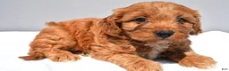 Cavapoo dogs for sale: Elle - Ad 5