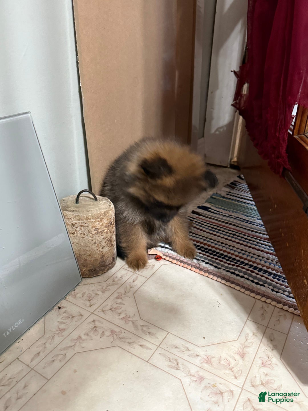 Pomeranian dogs for sale: Rowdy - Ad 2