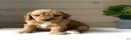Mini Goldendoodle dogs for sale: Ginger - Ad 4