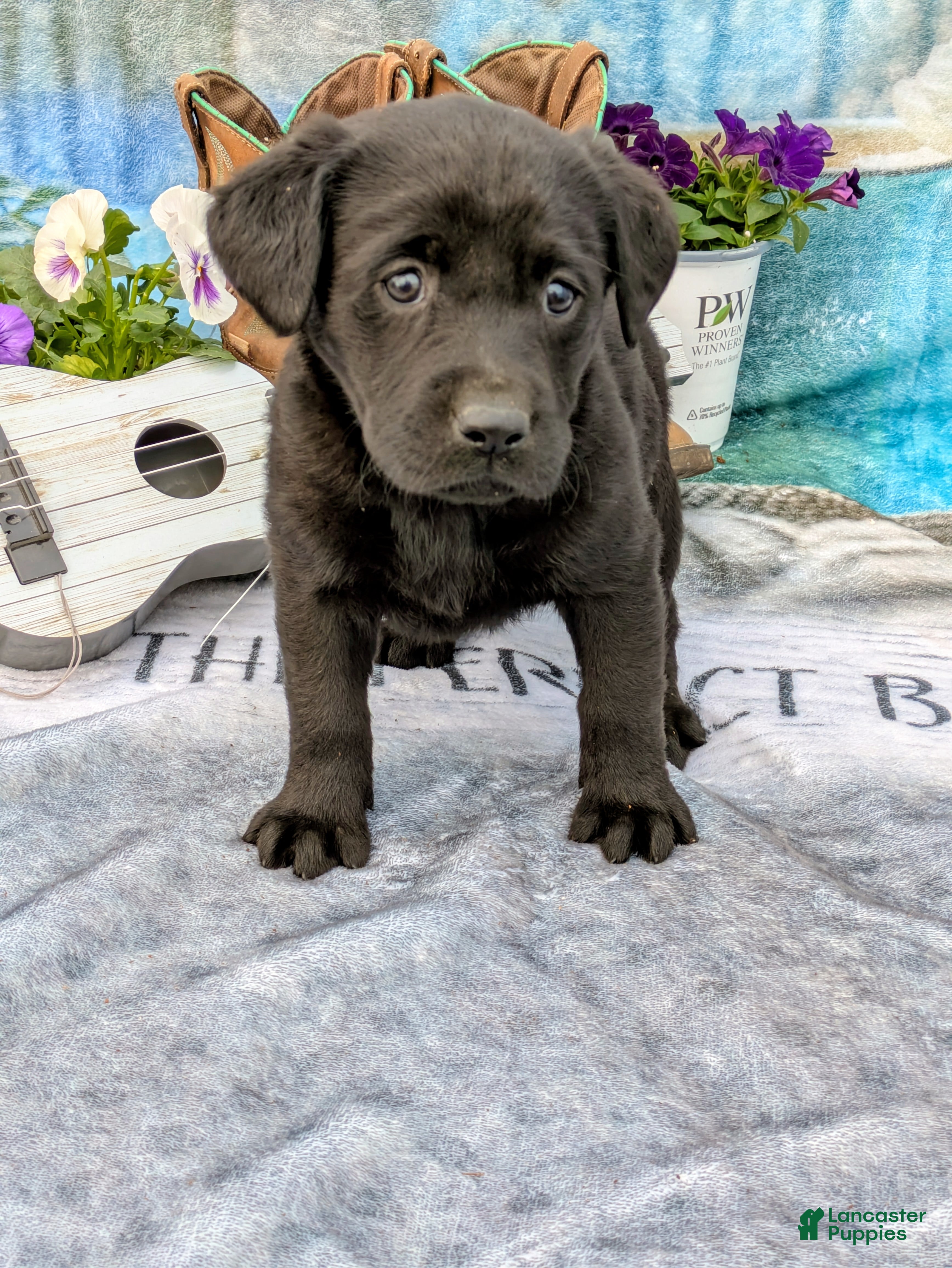 Labrador Retriever dogs Rosie - Ad 8