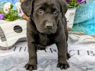 Labrador Retriever dogs Rosie - Ad 8