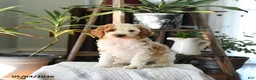 Standard Poodle dogs for sale: Dahlia - Ad 5