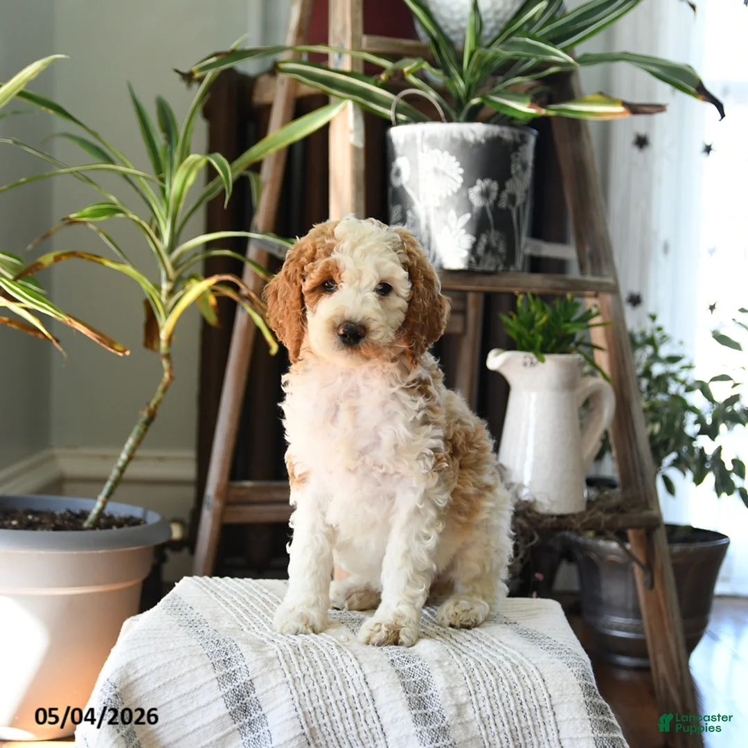 Standard Poodle dogs for sale: Dahlia - Ad 5