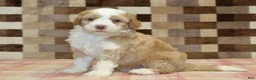 Mini Bernedoodle dogs for sale: Harley - Ad 4