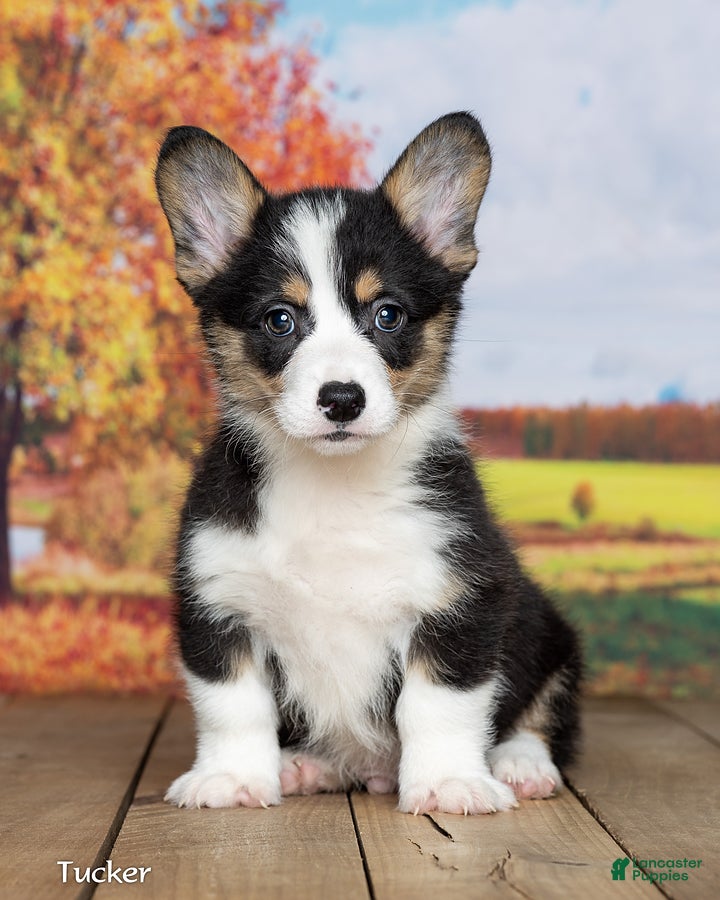Welsh Corgi Pembroke dogs for sale: Tucker - Ad 2
