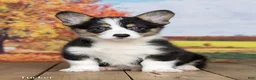 Welsh Corgi Pembroke dogs for sale: Tucker - Ad 2