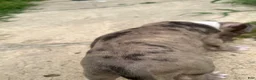 American Bully dogs for sale: Summer - Ad 3